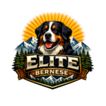 Elite Bernese